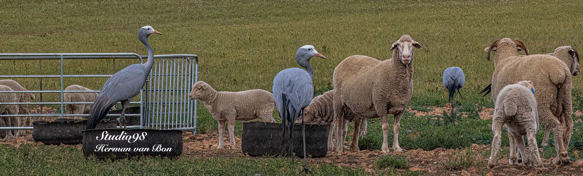Herman van Bon Photography